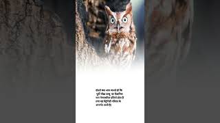 Eastern screechowl scientific name shorts agriculture knowledge facts [upl. by Georgie308]