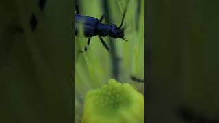 Samer  lingen insecten macro [upl. by Peti655]