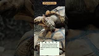 Untold Secrets of Turtle Mating Fascinating Courtship and Reproduction [upl. by Joerg]