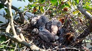 Blackshouldered kite Baby Birds learn to walk around the shellEp19 [upl. by Robin]