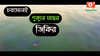 চরমোনাই পুকুরে মাছের জিকির  মাছের অদ্ভুত জিকির  চরমোনাইর মাছ  Chormonai Fish Zikir Mawlar Zikir [upl. by Arriek]