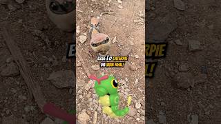 O CATERPIE DA VIDA REAL  wildboppre shorts [upl. by Enajharas]