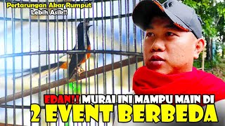 GILA Main di 2 Event Berbeda Burung Masih SEREM [upl. by Enoch141]