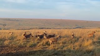 Lioness put in her place by a hyena clan [upl. by Airb517]