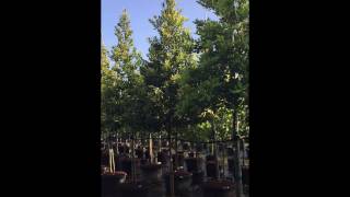 Calophyllum Brasiliensis  TreeWorld Wholesale [upl. by Foskett]