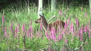 Jagd im Juni  Sommerjagd auf Rotwild Teil 2  Beute machen [upl. by Niawtna834]