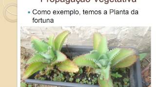 Reprodução Assexuada em Plantas [upl. by Karlow]