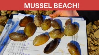 Saving Freshwater Mussels Find ID and return [upl. by Blandina]