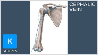 Cephalic vein in less than 1 minute  Kenhub shorts [upl. by Konstance325]