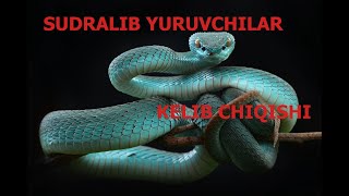 SUDRALIB YURUVCHILARNING KELIB CHIQISHI  СУДРAЛИБ ЙУРУВЧИЛAРНИНГ КЕЛИБ ЧИҚИШИ [upl. by Tibbs]