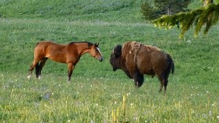 Bison meets horses Part 2 Nose touch [upl. by Geesey]