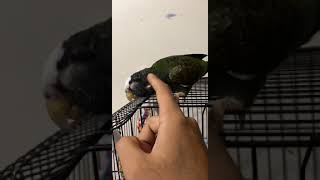 white capped pionus loves being petted [upl. by Lotti139]