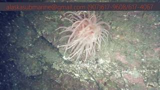 Alaska Submarine Dives to 300 feet for George Inlet Fish and Shrimp [upl. by Ericha]