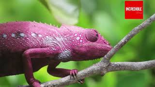 Amazing Chameleon Changing Color in Wild  Timelapse amp Closeup [upl. by Thekla901]