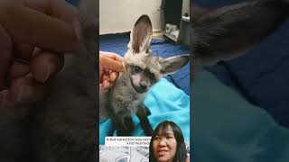 A bat eared fox was rescued and raised by kind hearted people animals funny comedy gaming [upl. by Brockwell40]