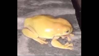 yellow frog screaming [upl. by Jeb]