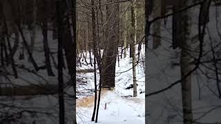 A stubborn Cherry tree just wont go down forest logging lumberjack [upl. by Tarton975]