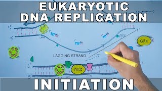 DNA Replication In Eukaryotes  Initiation [upl. by Schuler]