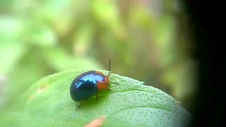 Joaninha Azul Metalico  Eremochilus peregrinus Weise 1912a Bolívia Besouro da folha Chrysomelidae [upl. by Ydnirb290]