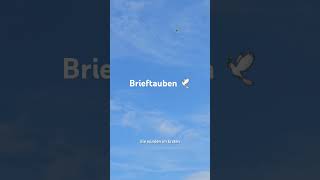 Brieftauben 🕊 Voll interessant [upl. by Garibull]