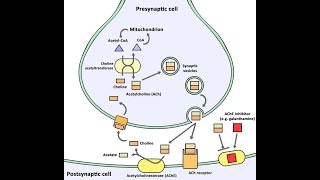 Biosynthesis of Acetylcholine Neurotransmitters  Synthesis Storage Release Function Degradation [upl. by Iem]