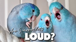 Are Parrotlets LOUD 2 Parrot Talking Sounds ฟอพัส Parrotlets As Pets Forpus Bird [upl. by Neenad]