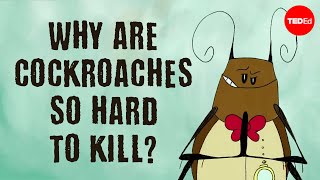 Why are cockroaches so hard to kill  Ameya Gondhalekar [upl. by Assylem]