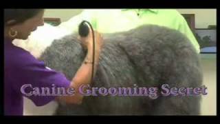 Super Styling Session Old English Sheepdog Grooming Tips [upl. by Aitas186]