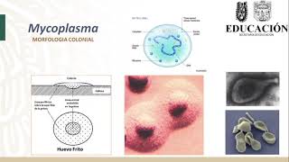 Curso Bacteriología Médica Aula Virtual Mycoplasma hominis y M genitalium [upl. by Gmur251]