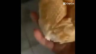 PÃO DURO DA DESGRAÇA KKKKK [upl. by Amarillas]