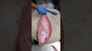 Amazing Cutting Super Famous Red Snapper Fish Clean Skillsshorts [upl. by Roselane]