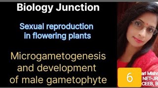 Microgametogenesis and Development of male gametophyte [upl. by Ranger]