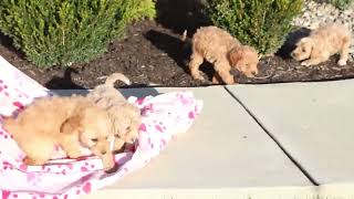 F1B Miniature Labradoodle Puppies For Sale [upl. by Wetzell]