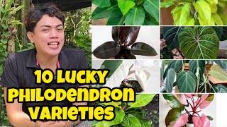 TOP 10 PHILODENDRON VARIETY PLANT THAT ARE LUCKIEST IN 2025 [upl. by Asiuqram]