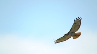 Redtailed Hawk Close Flight 4232017 HD [upl. by Forras]