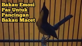 Tledekan Bakau Emosi Pas Untuk Pancingan Bakau Macet Bunyi [upl. by Ava327]