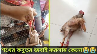 আমার শখের কবুতর টা জবায় করে দিলাম🕊️💔pigeon কবুতরপালনপদ্ধতি jactok [upl. by Marice439]