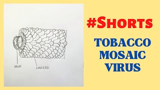 How to Draw TOBACCO MOSAIC VIRUS  TMV Easily Step by Step tmv shorts rahularts [upl. by Ylrahc]