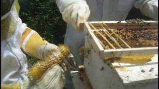 Bee Hive Extraction [upl. by Aneetsyrk617]