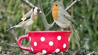 Beautiful Birds Singing and Chirping on The Big Red Tea Cup Bird Feeder [upl. by Genevieve613]