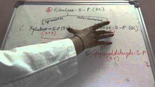 Biochemistry carbohydrate Hexose mono phosphate shuntbiochemistry cyclesmetabolism [upl. by Deonne642]