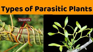 Total and Partial Stem and Root Parasites  in detail [upl. by Oyek]