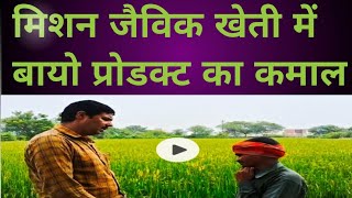 Paddy me Bio Product Ka Kamaal धान की फसल में बायो प्रोडक्ट का कमाल [upl. by Jala106]