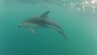 Swimming with wild Dusky Dolphins Kaikoura New Zealand 2012 [upl. by Eelame]