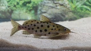 Synodontis Ocellifer 4quot  Imperial Tropicals [upl. by Hajile]