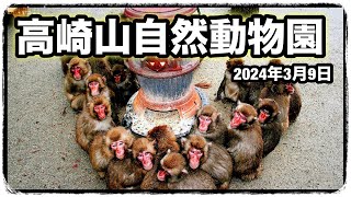 高崎山自然動物園 2024年3月9日 C群のみ [upl. by Noid]