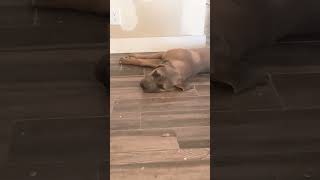 Cane corso formentino dog puppy canecorso [upl. by Eiddam]