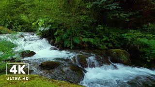 Relaxing Mountain River Sounds And Birds Singing For Sleep  Soothing Nature Soundscapes [upl. by Annahael]