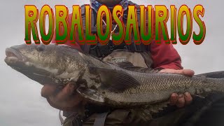 PESCA DE ROBALO CON EQUIPO EXAGERADAMENTE PEQUEÑO  TESTEO SEÑUELO BAD FISH [upl. by Ursas407]