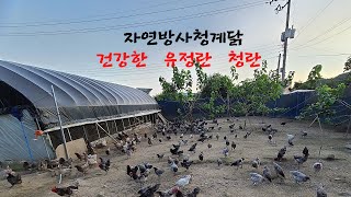 자연부화 청계 병아리 분양  청계 종계농장 2024 115 [upl. by Hobart]